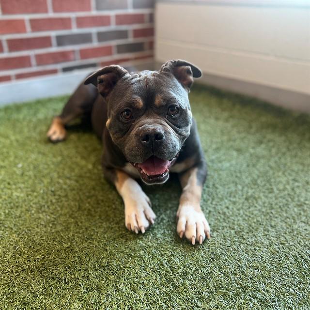 BOULDER, Adoptable, Adult Male Pit Bull Terrier.