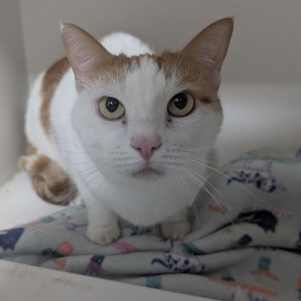 Enlarge Lily, a Adoptable Domestic Short Hair in New Castle, DE image 1/1