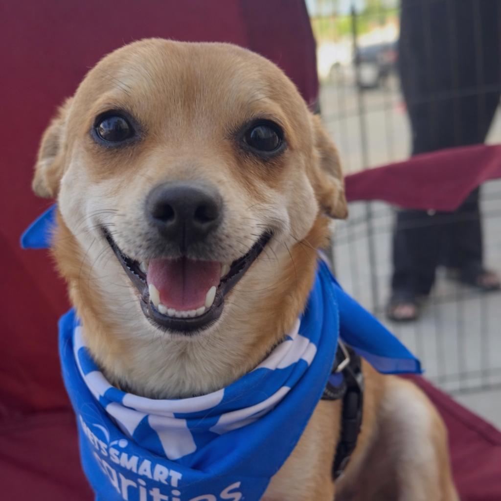 Enlarge Cutie, a Adoptable Chihuahua in Las Vegas, NV image 1/2