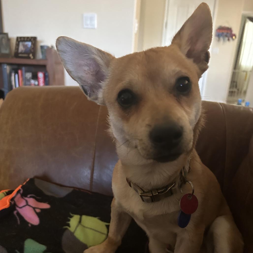 Enlarge Cutie, a Adoptable Chihuahua in Las Vegas, NV image 2/2