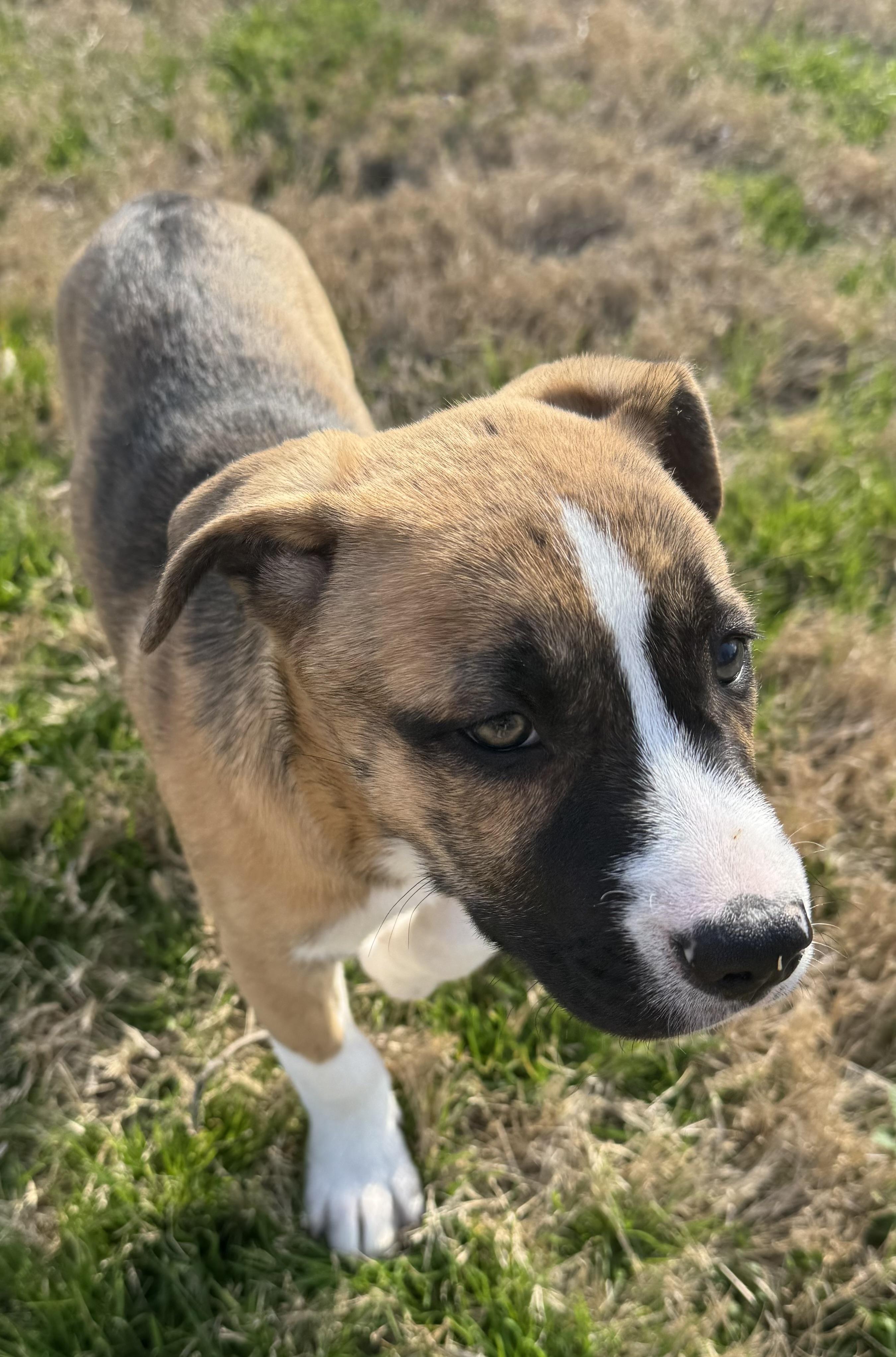 Enlarge Bailey, a Adoptable mixed breed in Calera, AL image 5/6