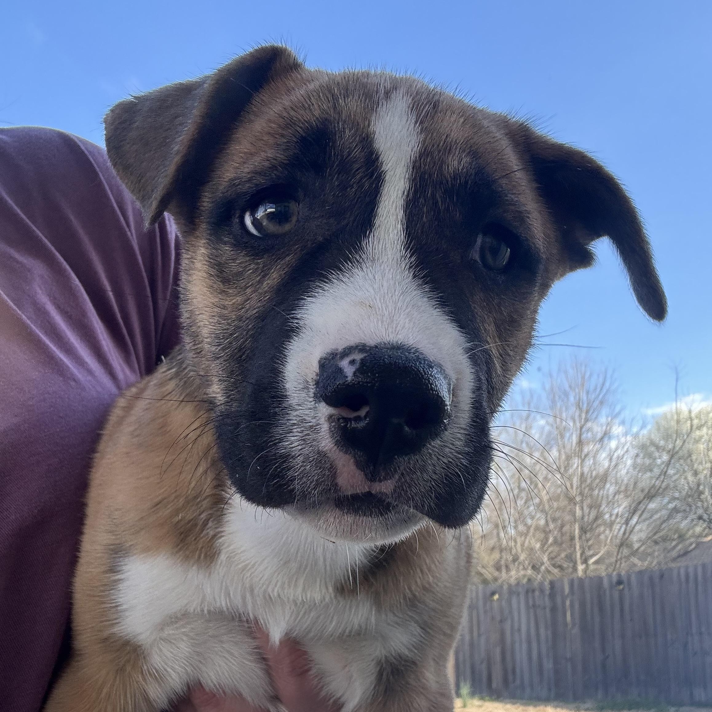 Enlarge Bailey, a Adoptable mixed breed in Calera, AL image 1/6