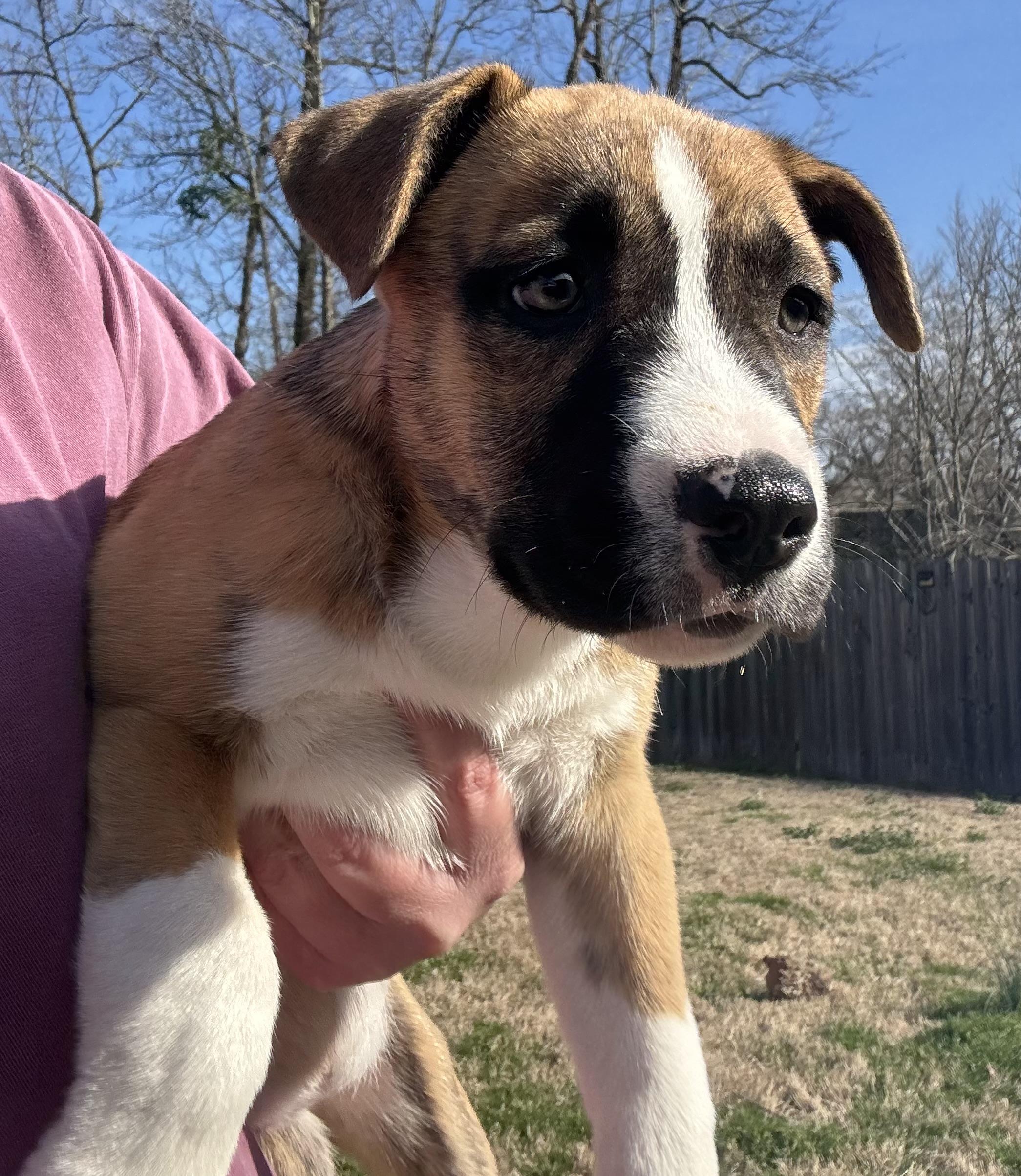 Enlarge Bailey, a Adoptable mixed breed in Calera, AL image 4/6