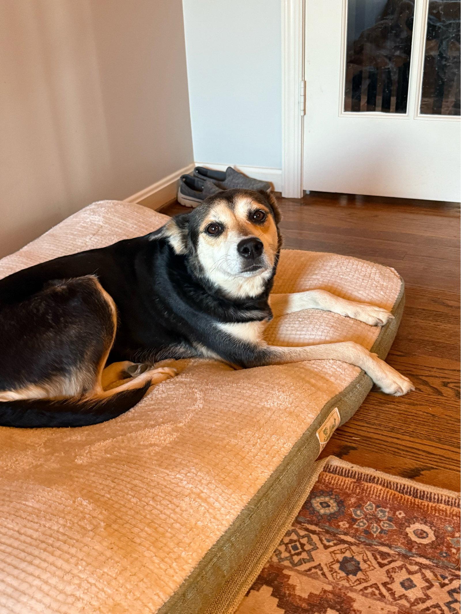 Roxy, Adoptable, Young Female Shepherd.