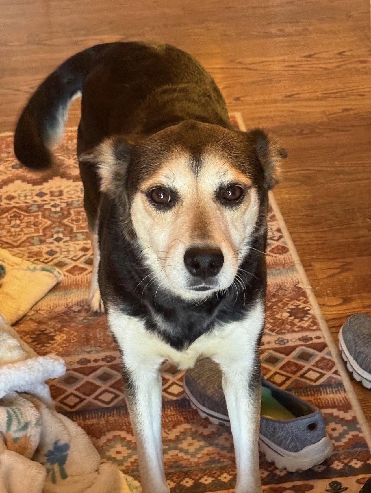 Roxy, a Adoptable Shepherd in Forest Hill, MD image 2/3