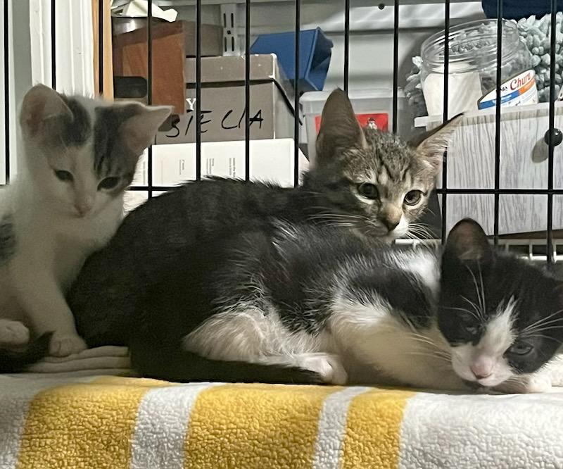 Enlarge Corfu & Sahara, an adopted Tabby in Closter, NJ image 3/4