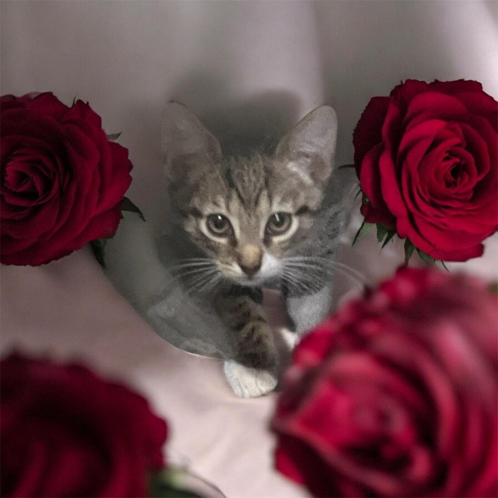 Enlarge Corfu & Sahara, an adopted Tabby in Closter, NJ image 1/4