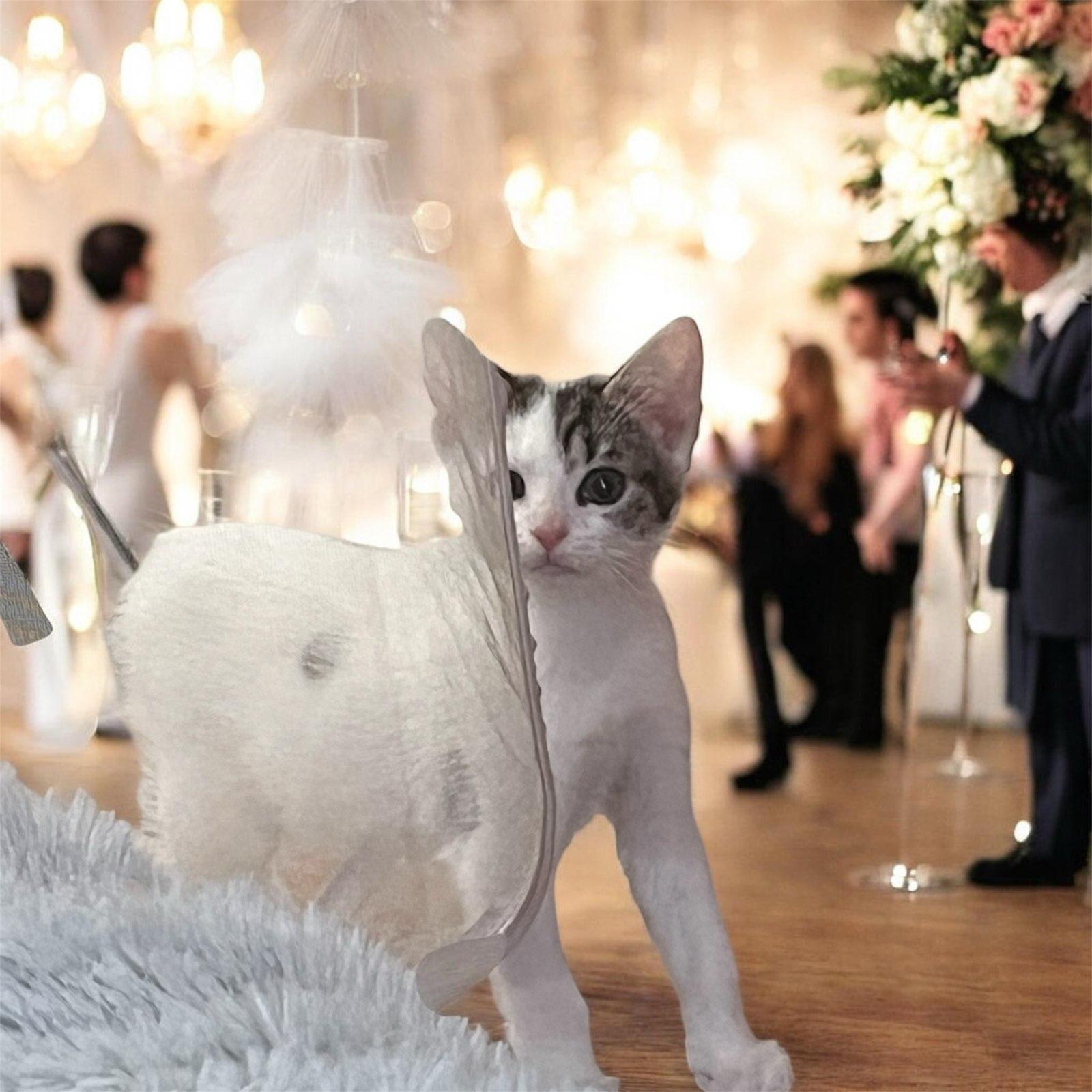 Enlarge Corfu & Sahara, an adopted Tabby in Closter, NJ image 4/4