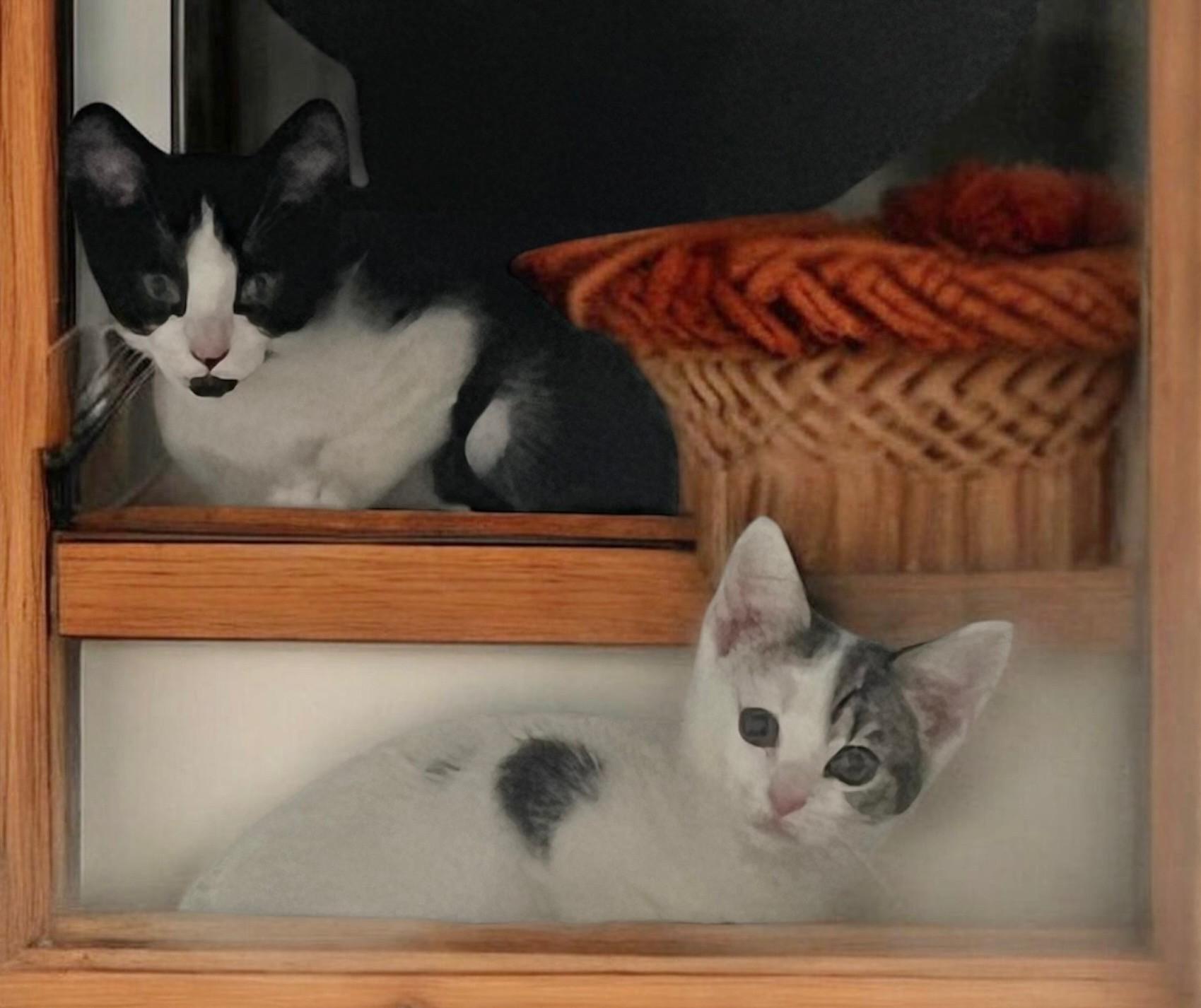 Enlarge Corfu & Sahara, an adopted Tabby in Closter, NJ image 2/4