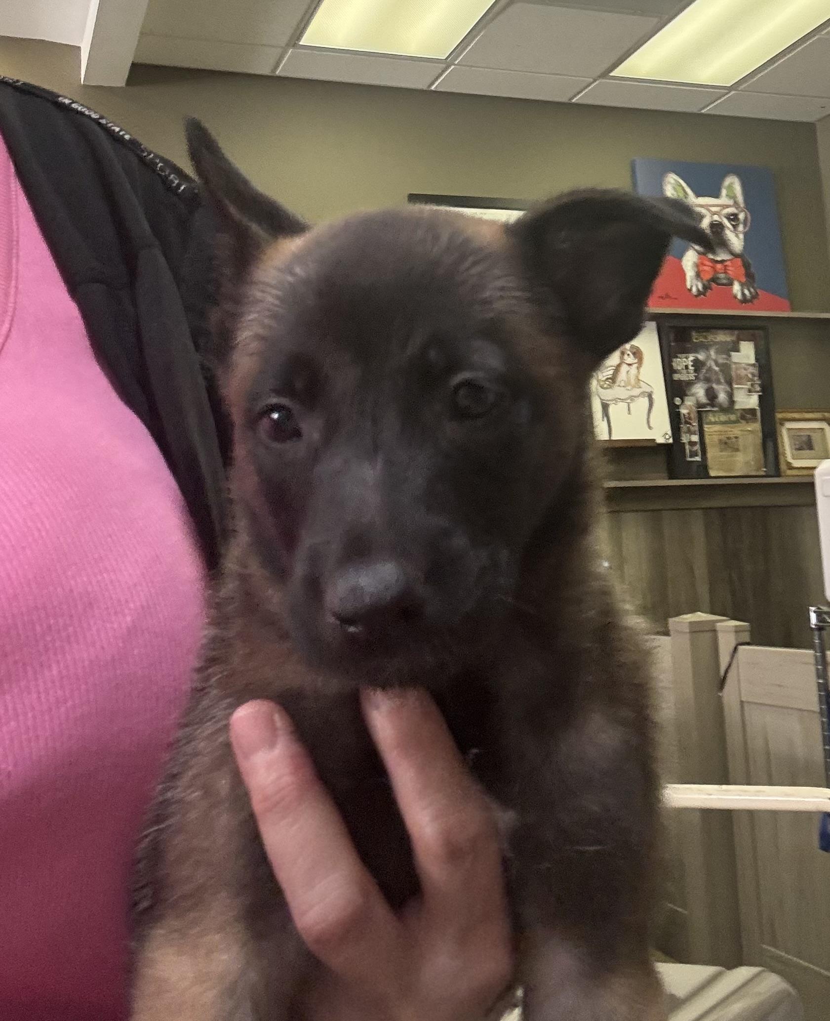 Enlarge Kaitana, an adopted Belgian Shepherd / Malinois in Thousand Oaks, CA image 4/4