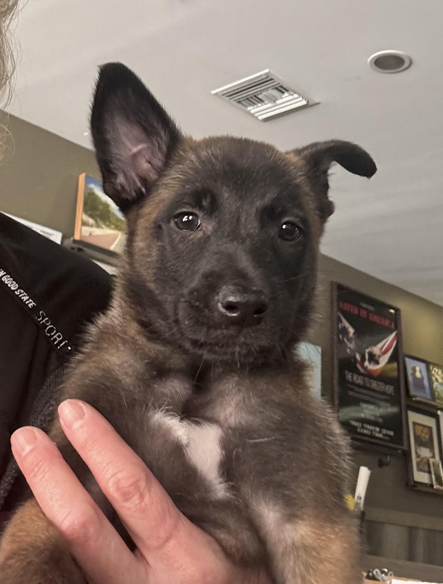 Enlarge Kaitana, an adopted Belgian Shepherd / Malinois in Thousand Oaks, CA image 3/4