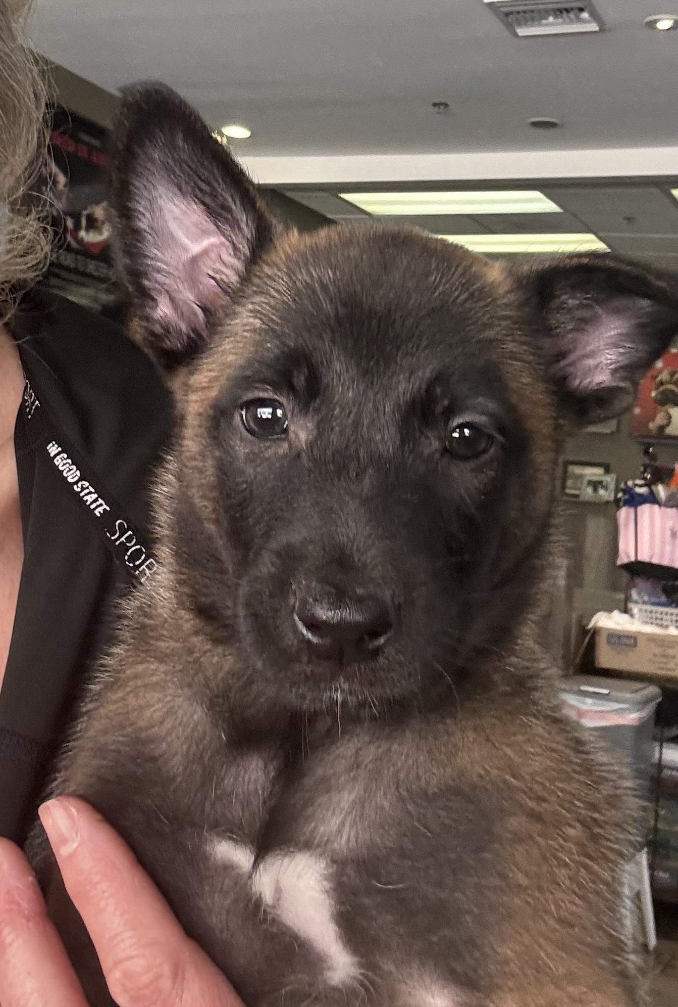 Enlarge Kaitana, an adopted Belgian Shepherd / Malinois in Thousand Oaks, CA image 2/4