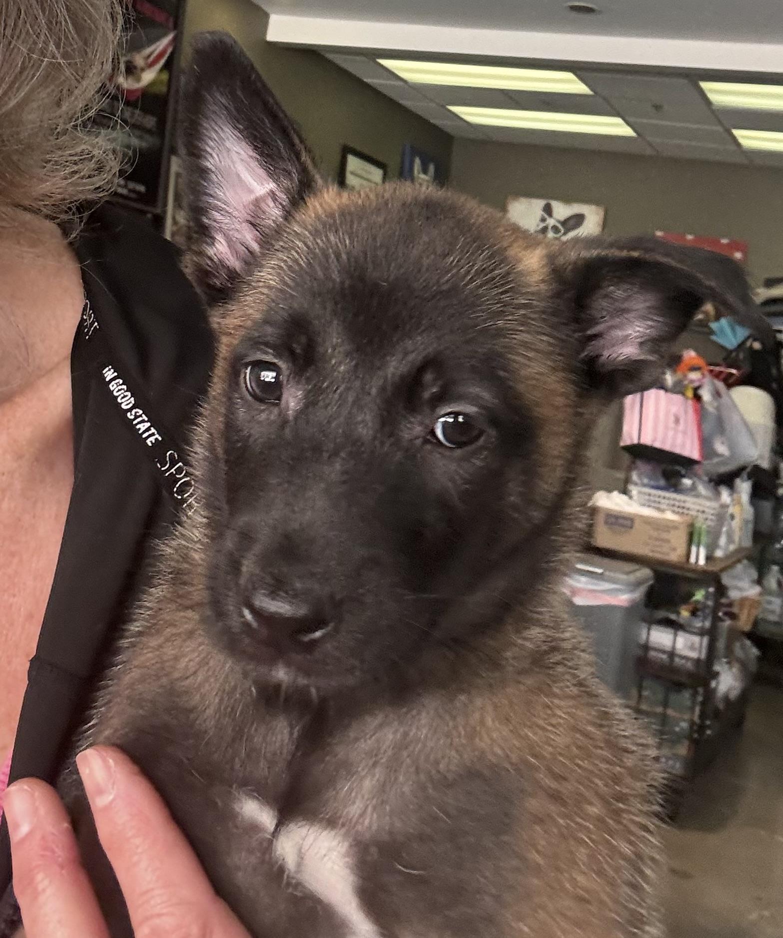 Kaitana, adopted, Puppy Female Belgian Shepherd / Malinois.