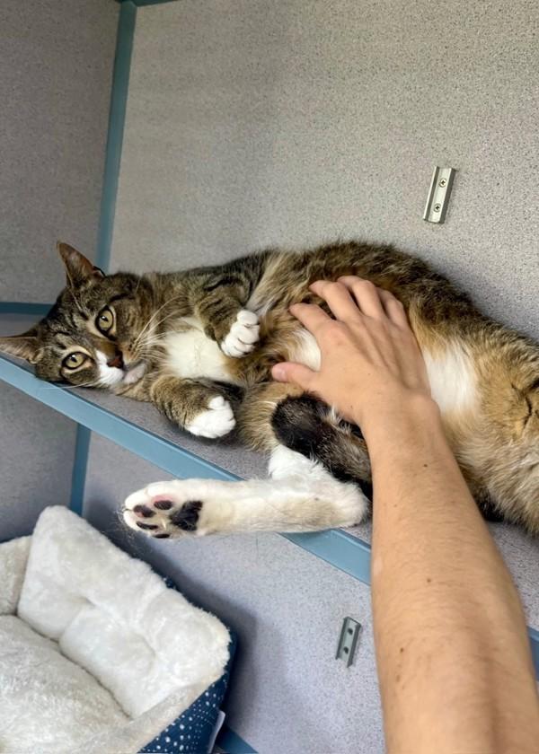 Toodles, Adoptable, Adult Male Domestic Short Hair.
