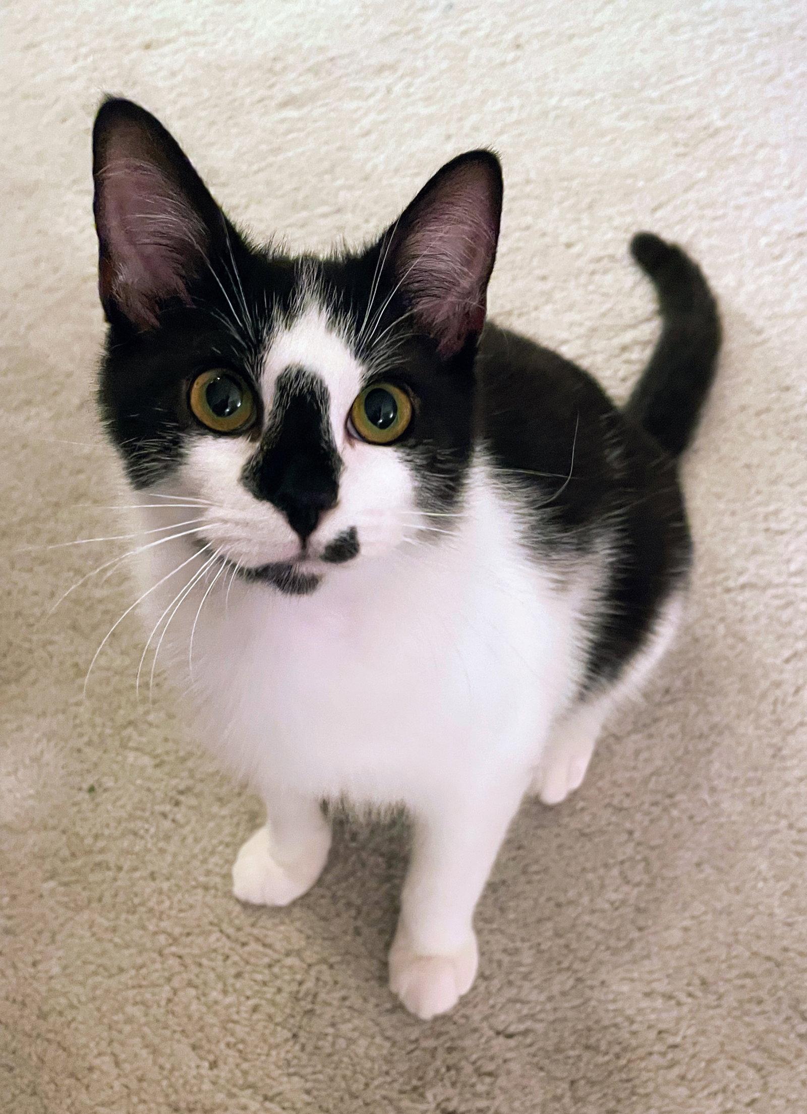 Enlarge Penn, a Adopted Domestic Short Hair in Reston, VA image 2/3
