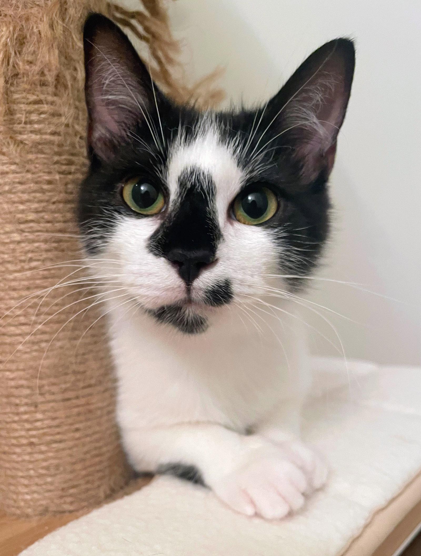 Enlarge Penn, a Adopted Domestic Short Hair in Reston, VA image 3/3