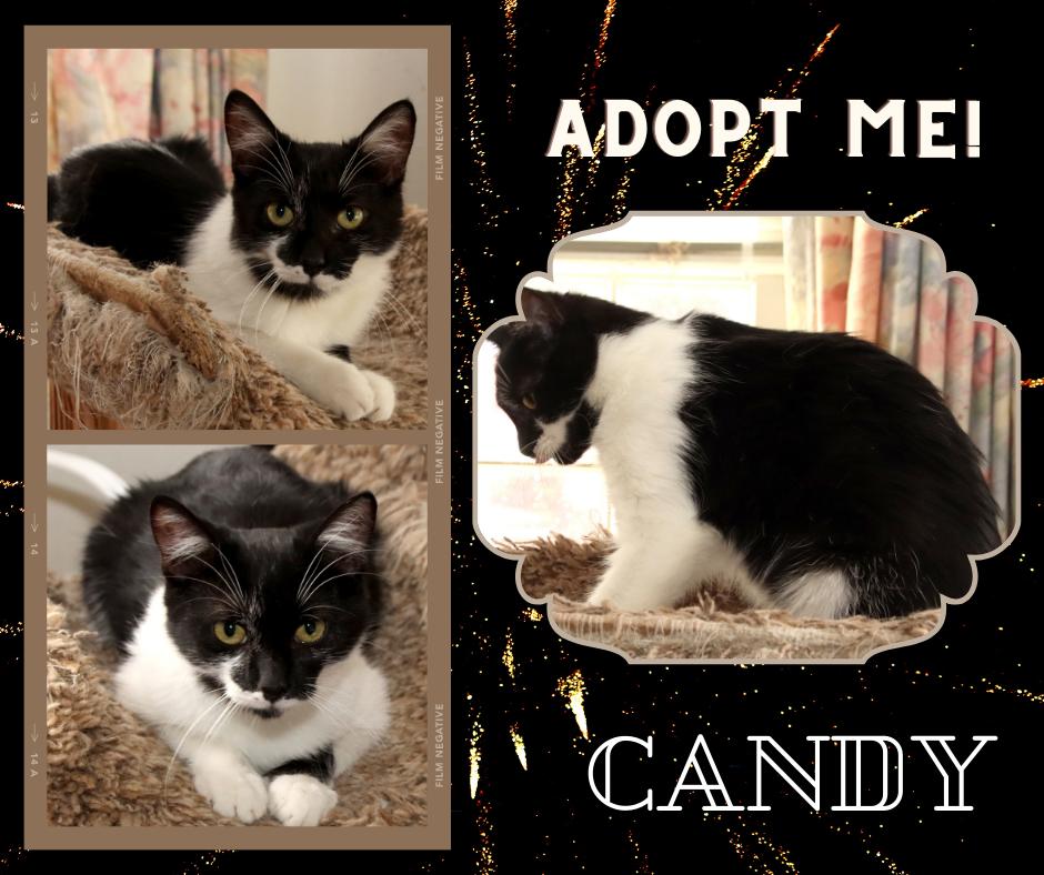 Candy, a Adoptable American Shorthair in Paris, IL image 1/2