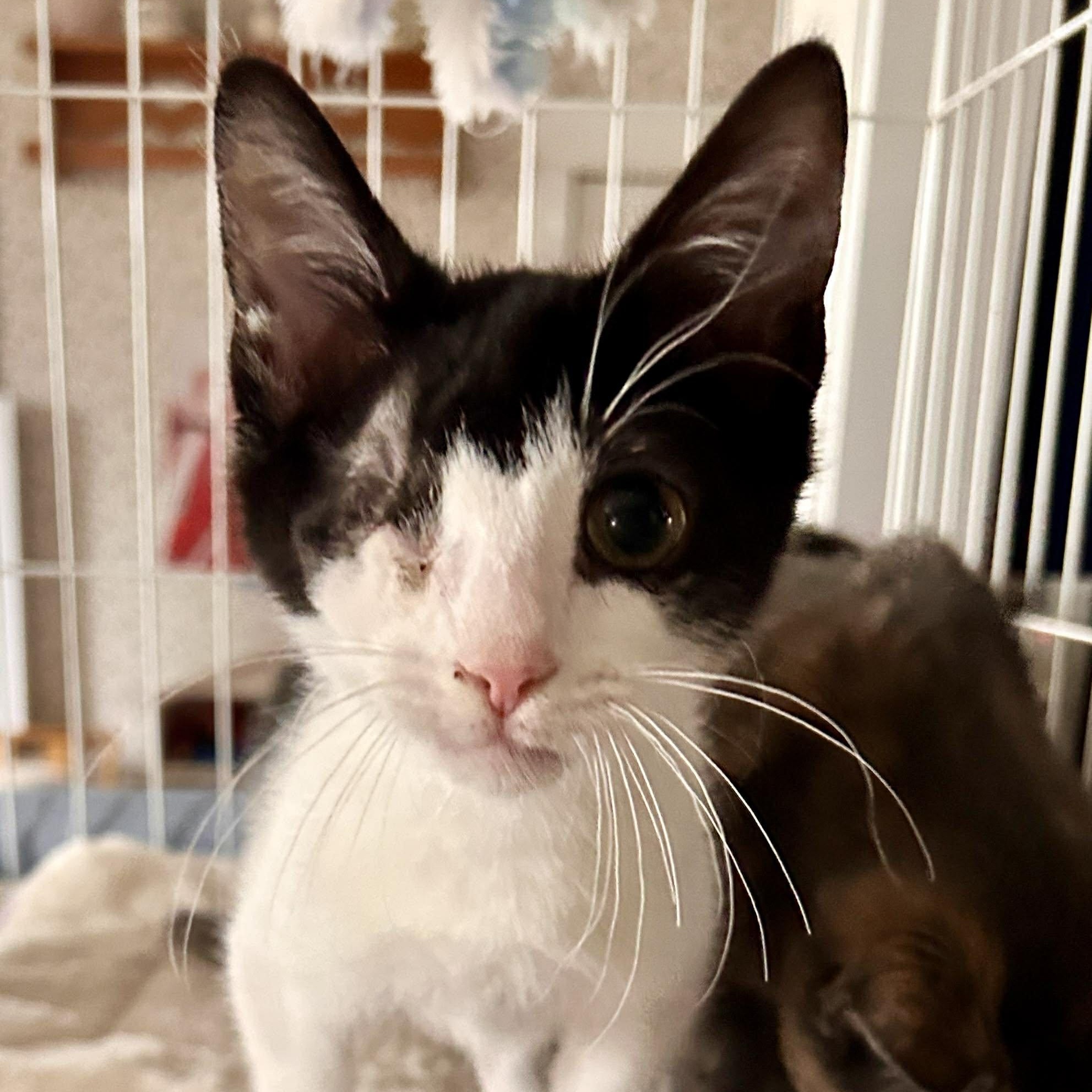 Johnny Cash, Adoptable, Kitten Male Domestic Short Hair.