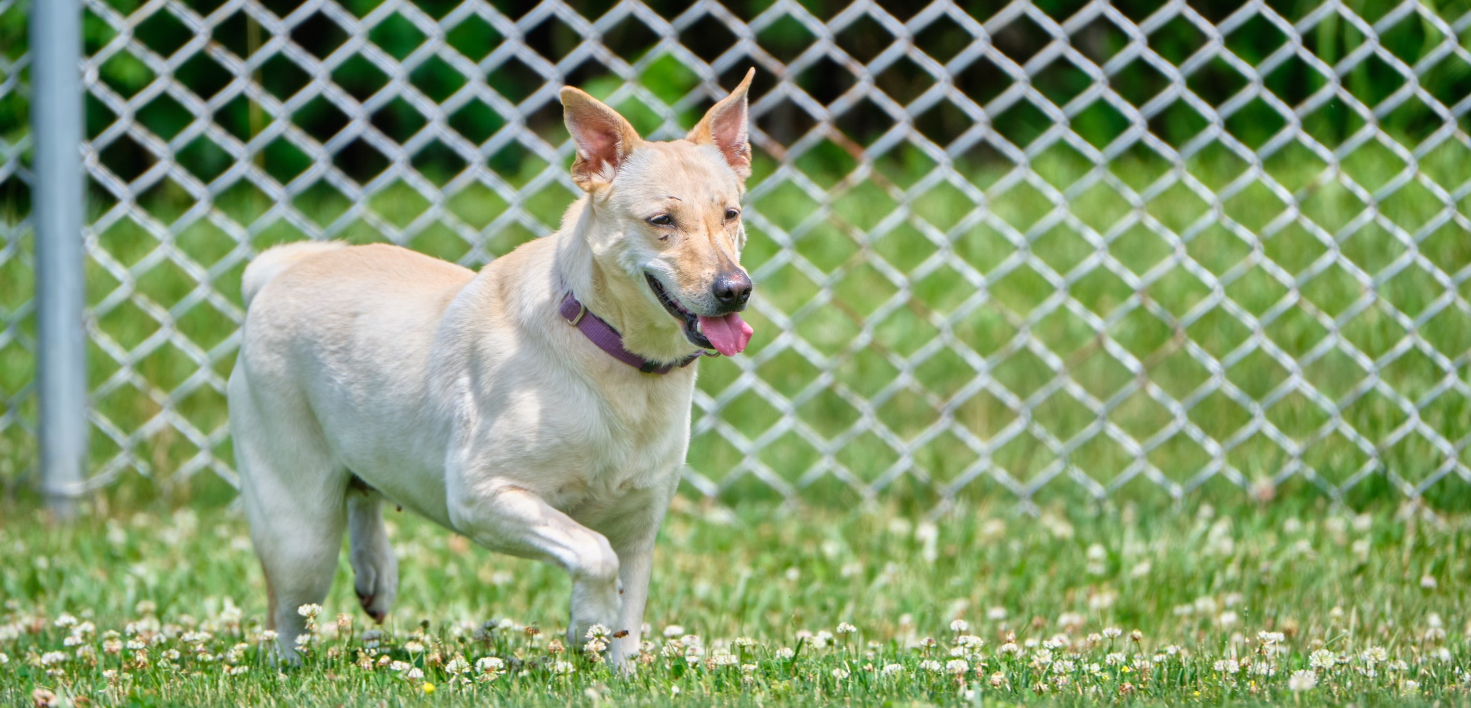 Butter Pecan, a Adoptable mixed breed in New Milford, CT image 1/11