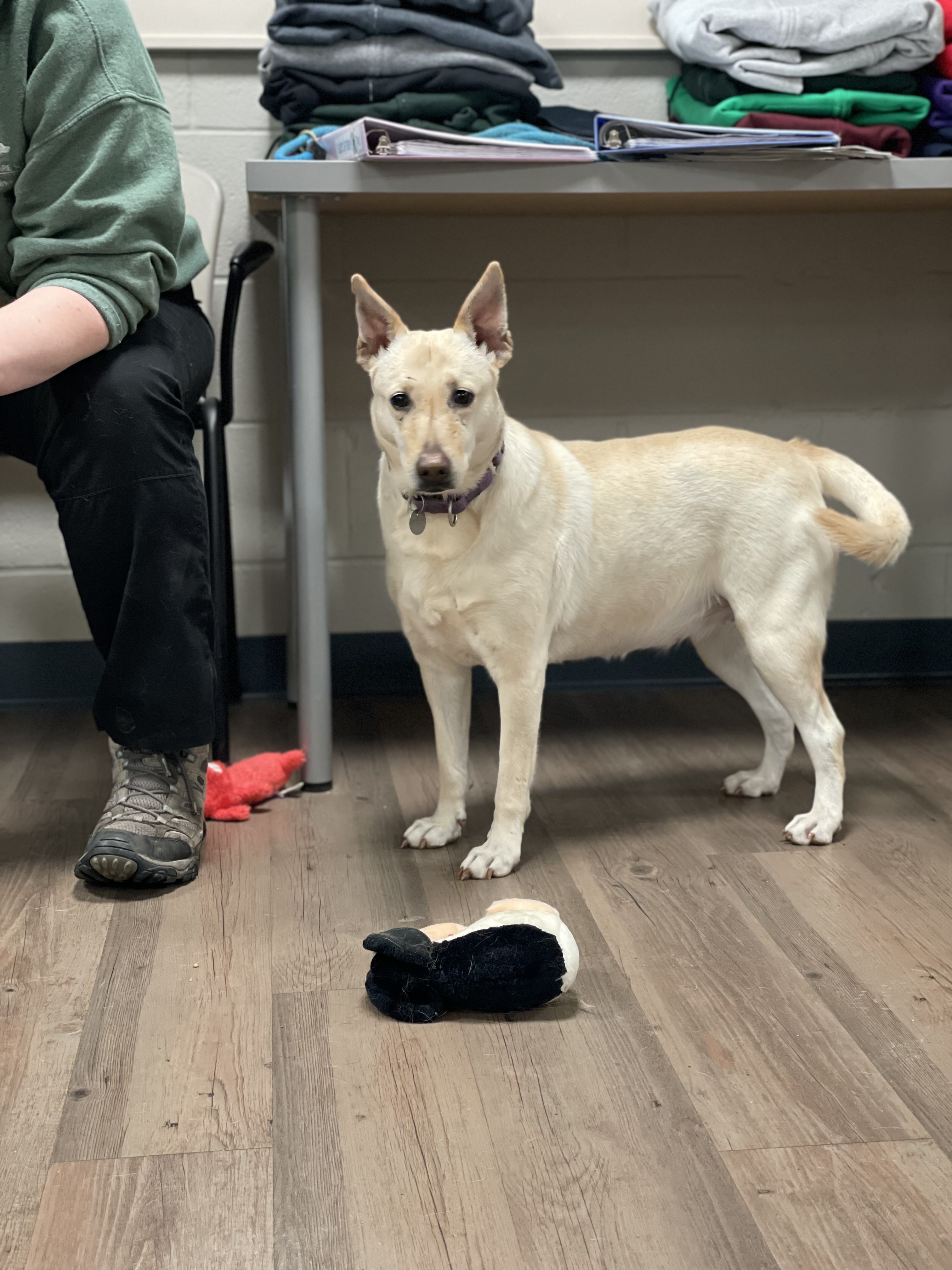 Butter Pecan, a Adoptable mixed breed in New Milford, CT image 2/11