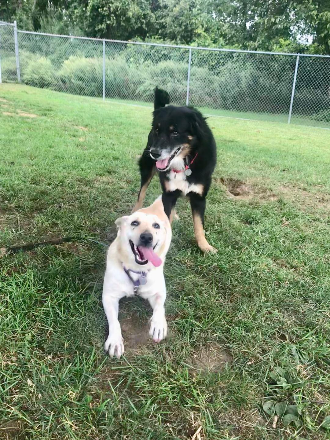 Butter Pecan, a Adoptable mixed breed in New Milford, CT image 3/11