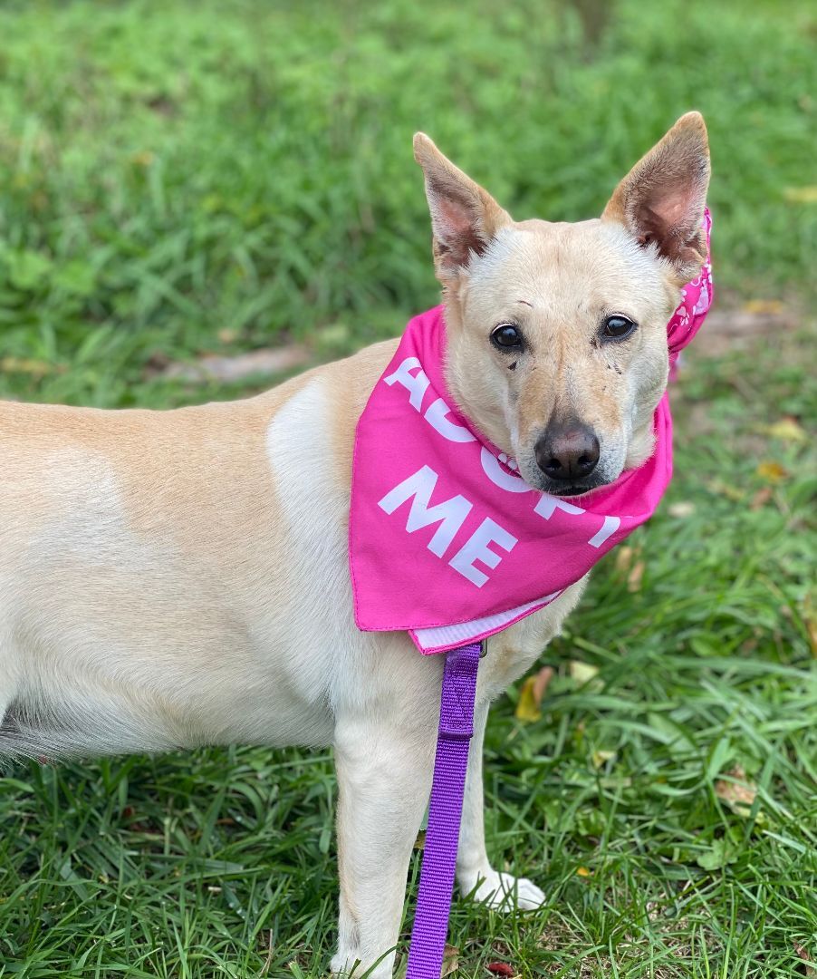 Butter Pecan, a Adoptable mixed breed in New Milford, CT image 5/11