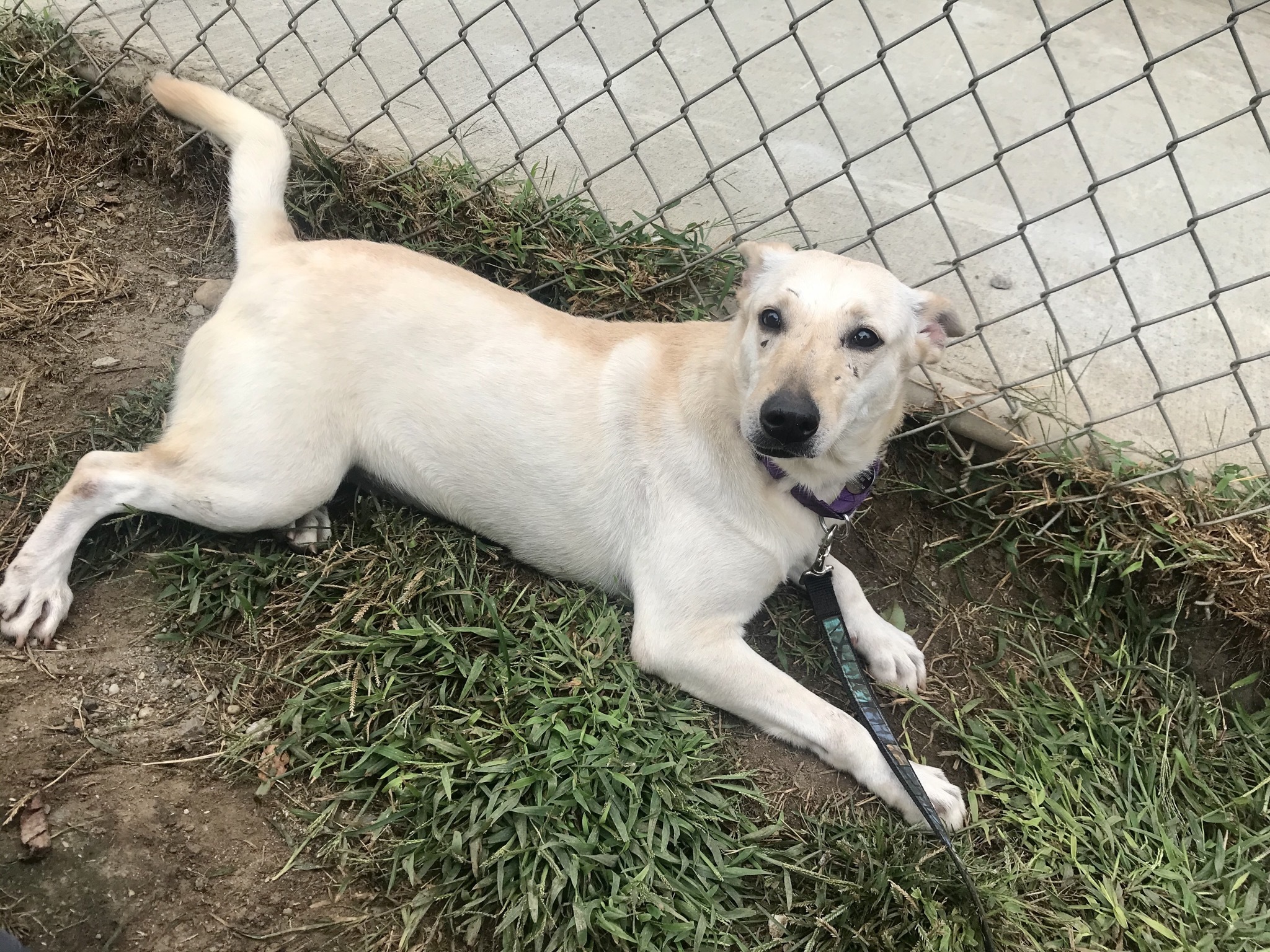 Butter Pecan, a Adoptable mixed breed in New Milford, CT image 6/11