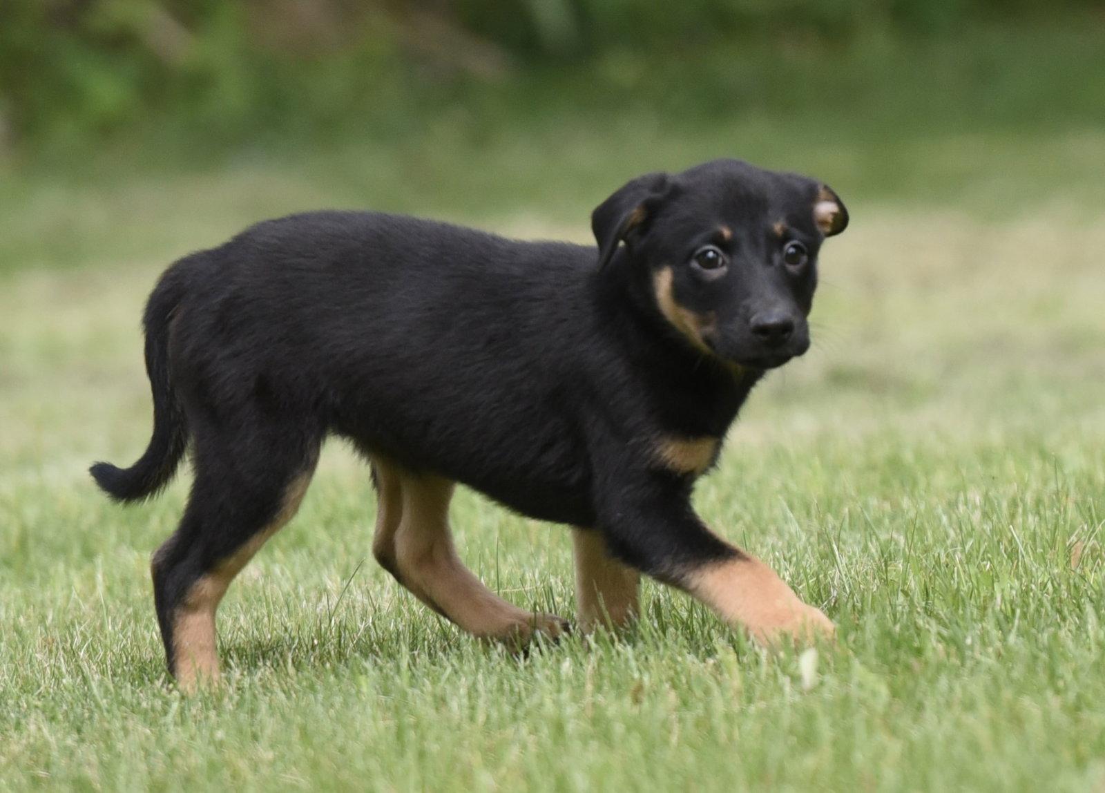 SIMONE, Adoptable, Puppy Female Labrador Retriever & Border Collie.