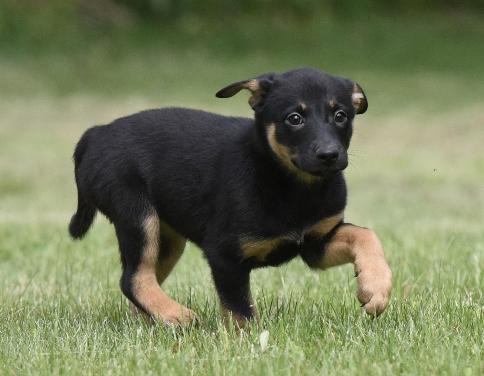 SIMONE, a Adoptable mixed breed in Mechanicsburg, PA image 2/3