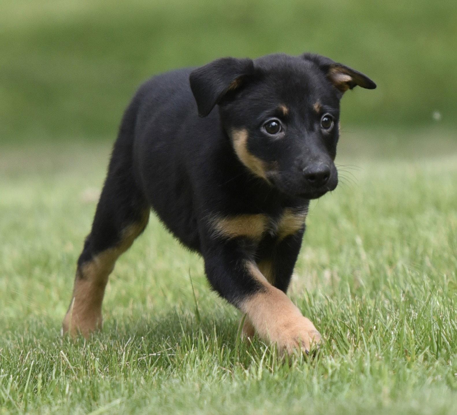 SIMONE, a Adoptable mixed breed in Mechanicsburg, PA image 3/3