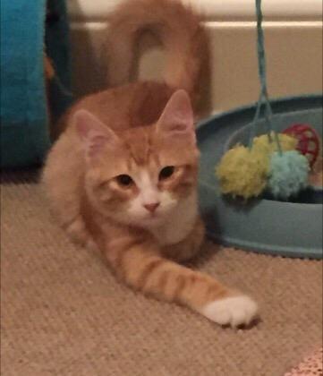 Benjamin — thumbnail 3