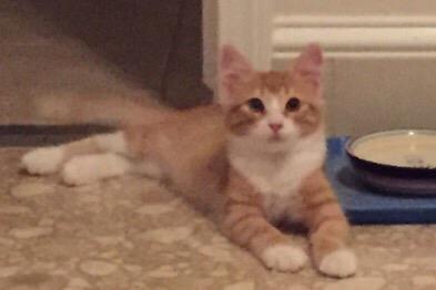 Benjamin — thumbnail 4