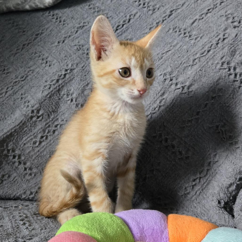 Cheez-It, Adoptable, Kitten Male Domestic Short Hair.
