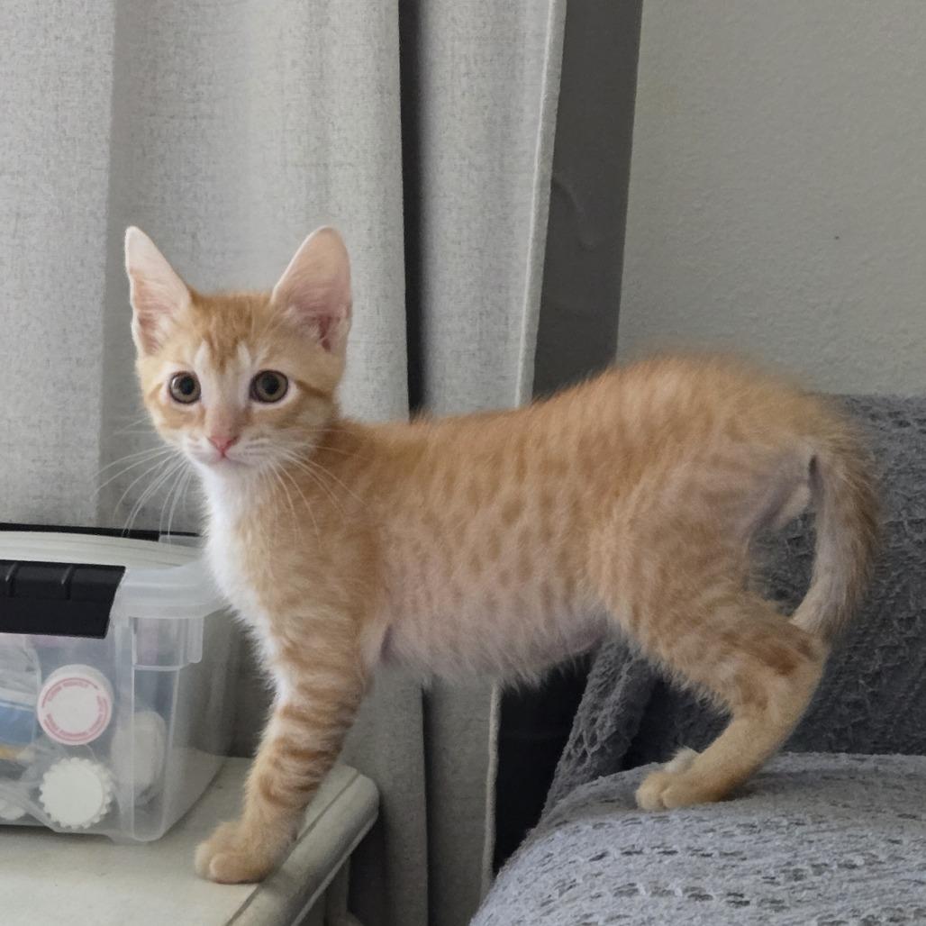 Enlarge Cheez-It, a Adoptable Domestic Short Hair in Jupiter, FL image 2/6