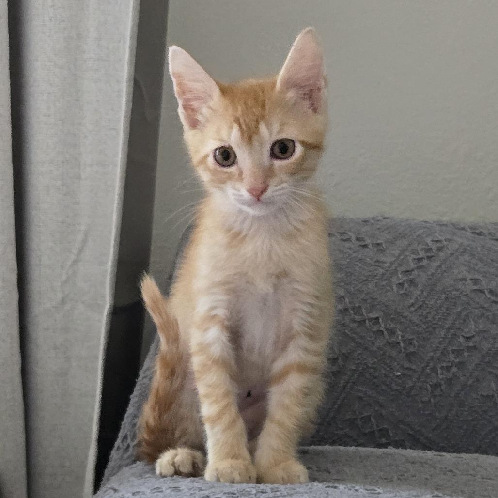 Enlarge Cheez-It, a Adoptable Domestic Short Hair in Jupiter, FL image 3/6