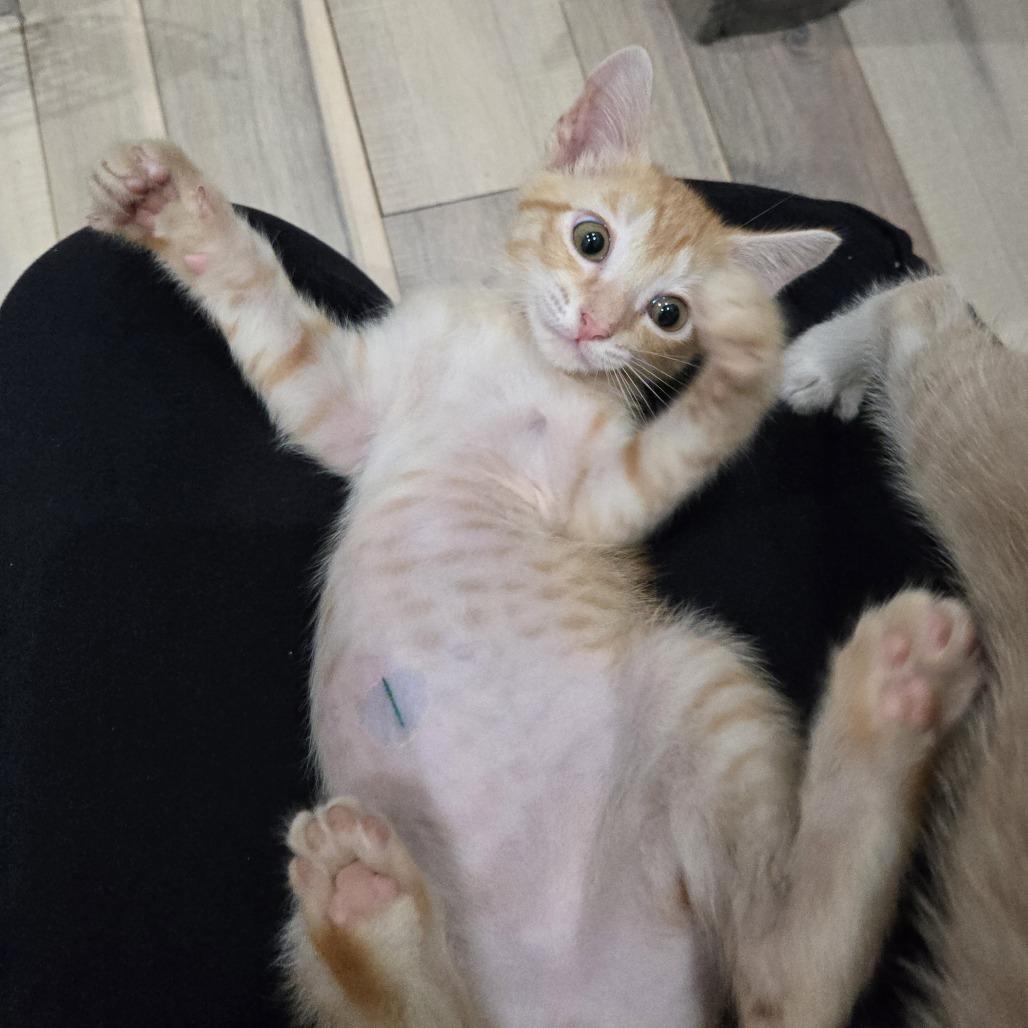 Enlarge Cheez-It, a Adoptable Domestic Short Hair in Jupiter, FL image 4/6