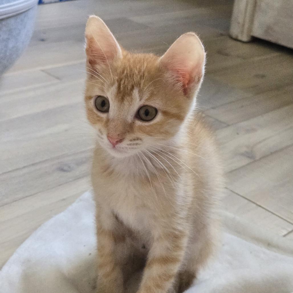 Enlarge Cheez-It, a Adoptable Domestic Short Hair in Jupiter, FL image 5/6