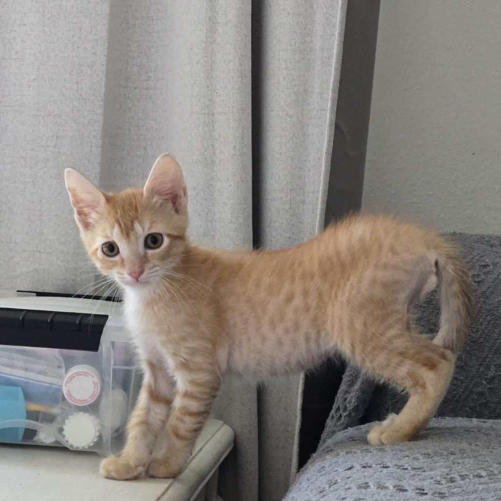 Enlarge Cheez-It, a Adoptable Domestic Short Hair in Jupiter, FL image 6/6