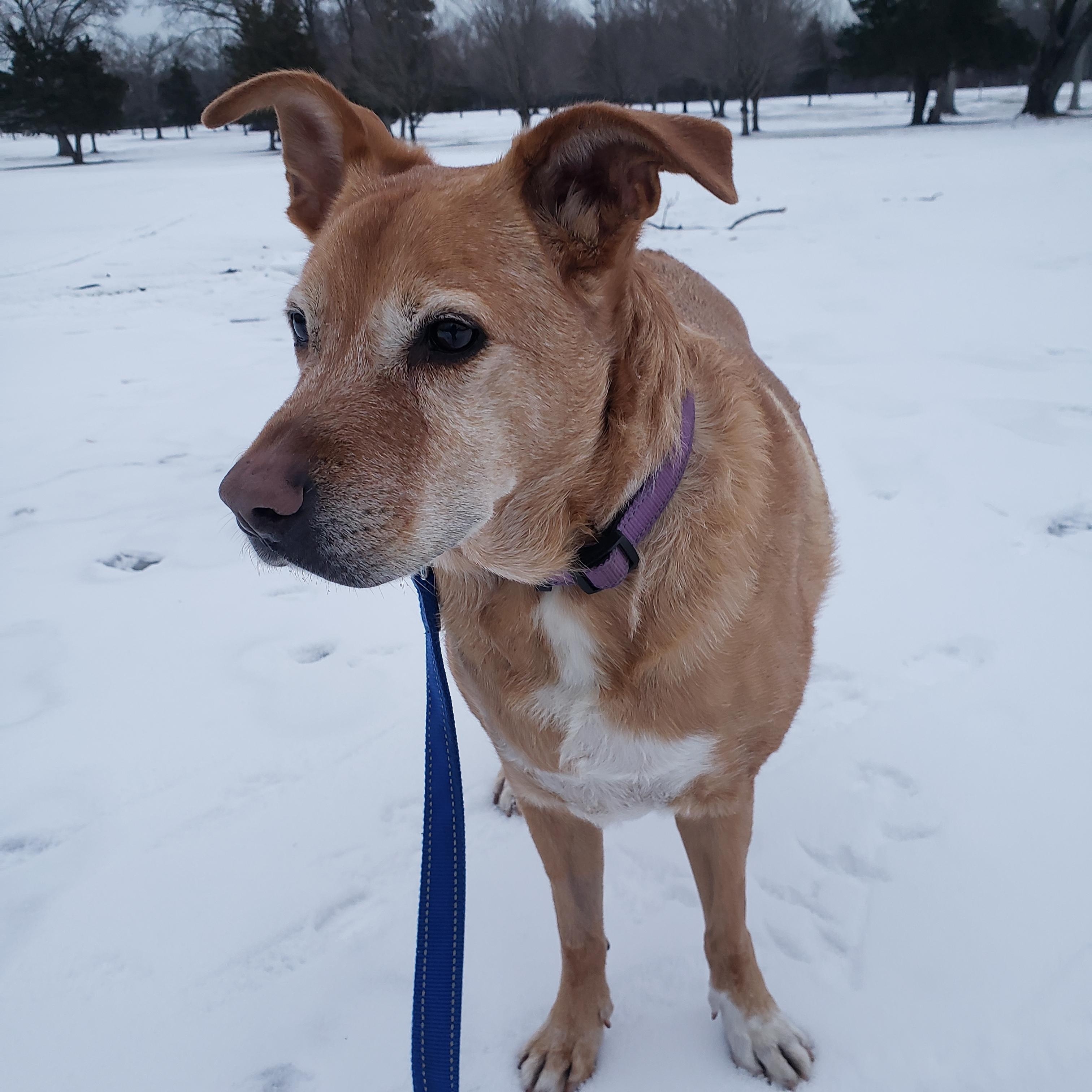 Enlarge Daisy, a Adoptable mixed breed in Jupiter, FL image 2/6