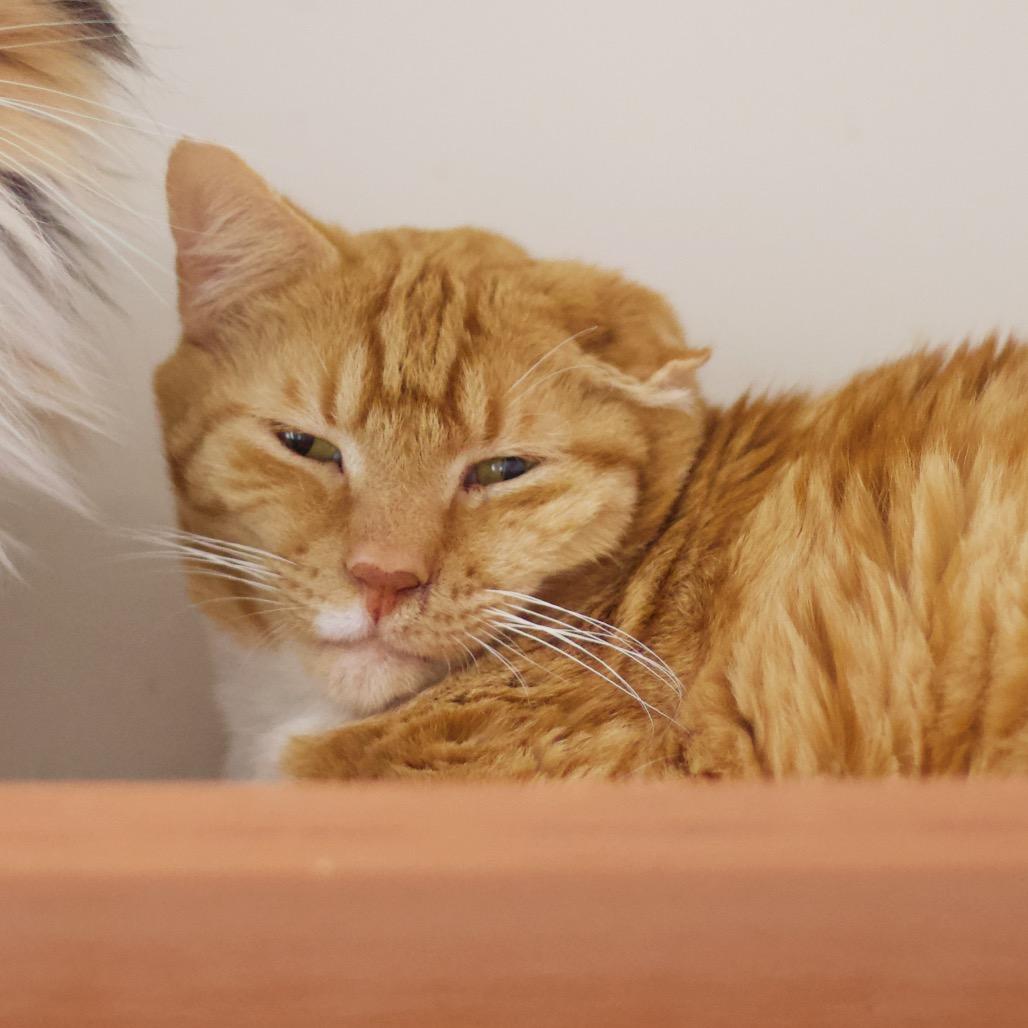 Lenny — thumbnail 2