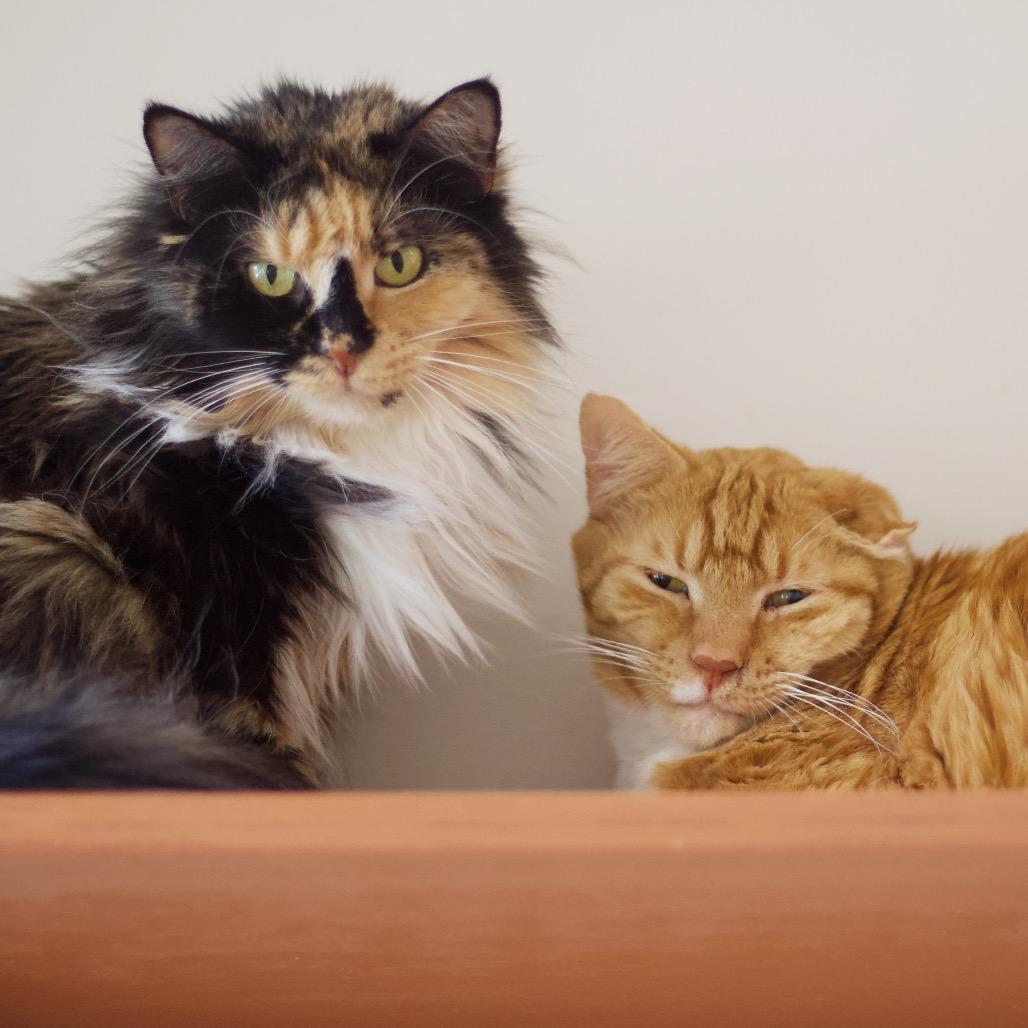 Lenny — thumbnail 4