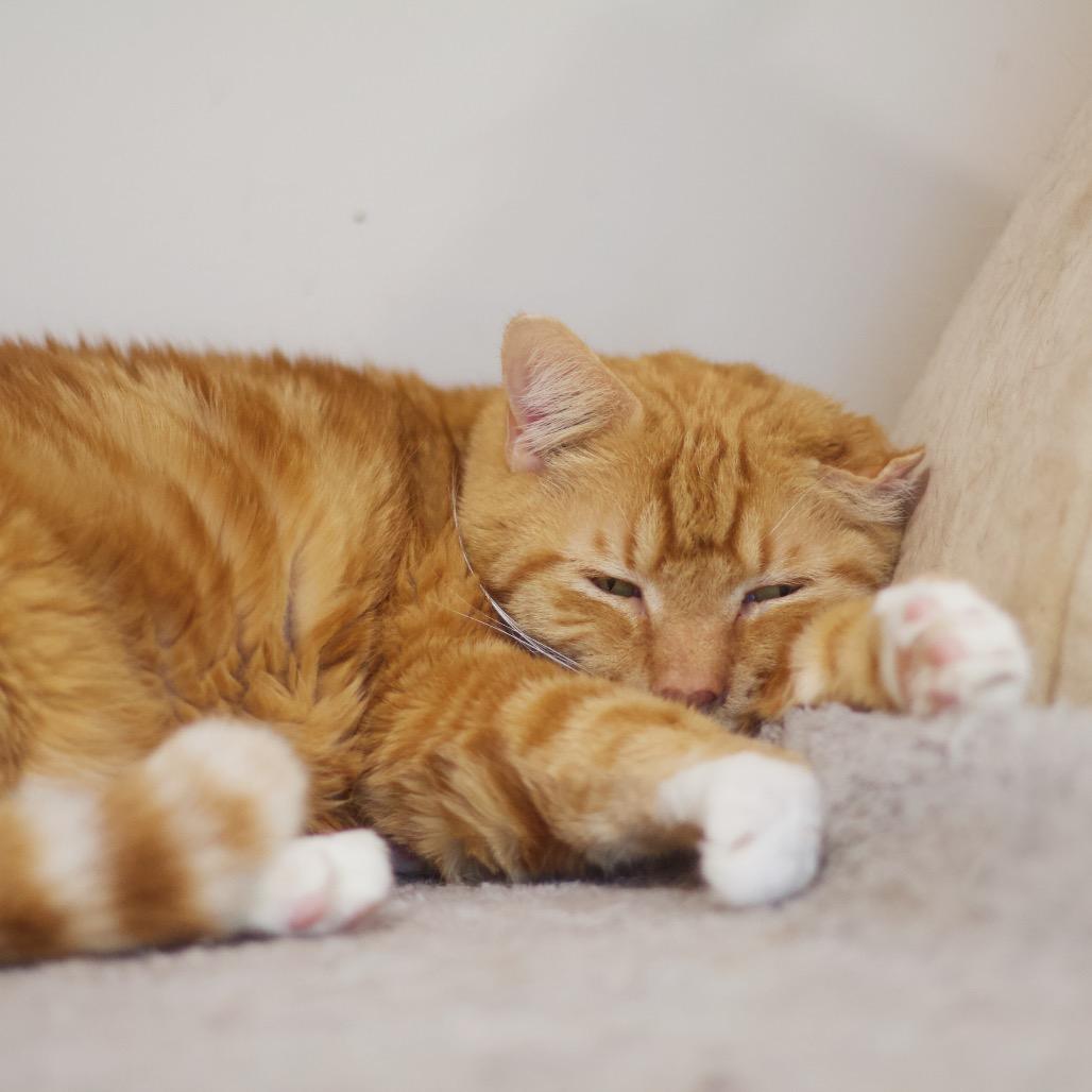 Lenny — thumbnail 5