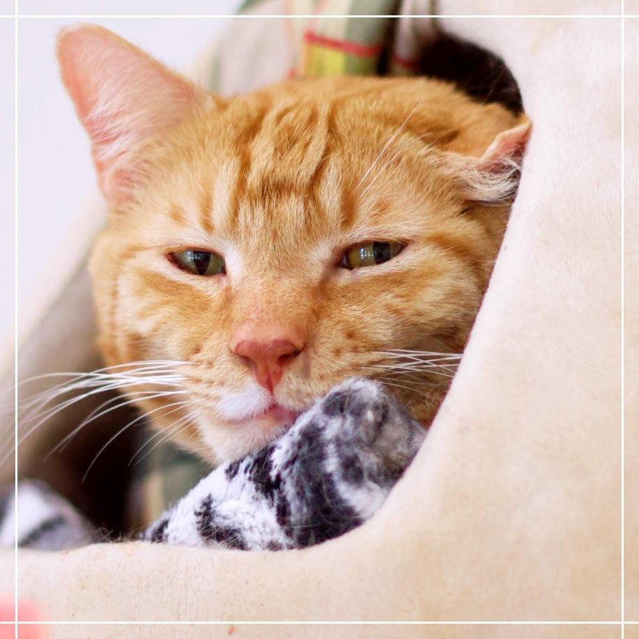 Lenny — thumbnail 6