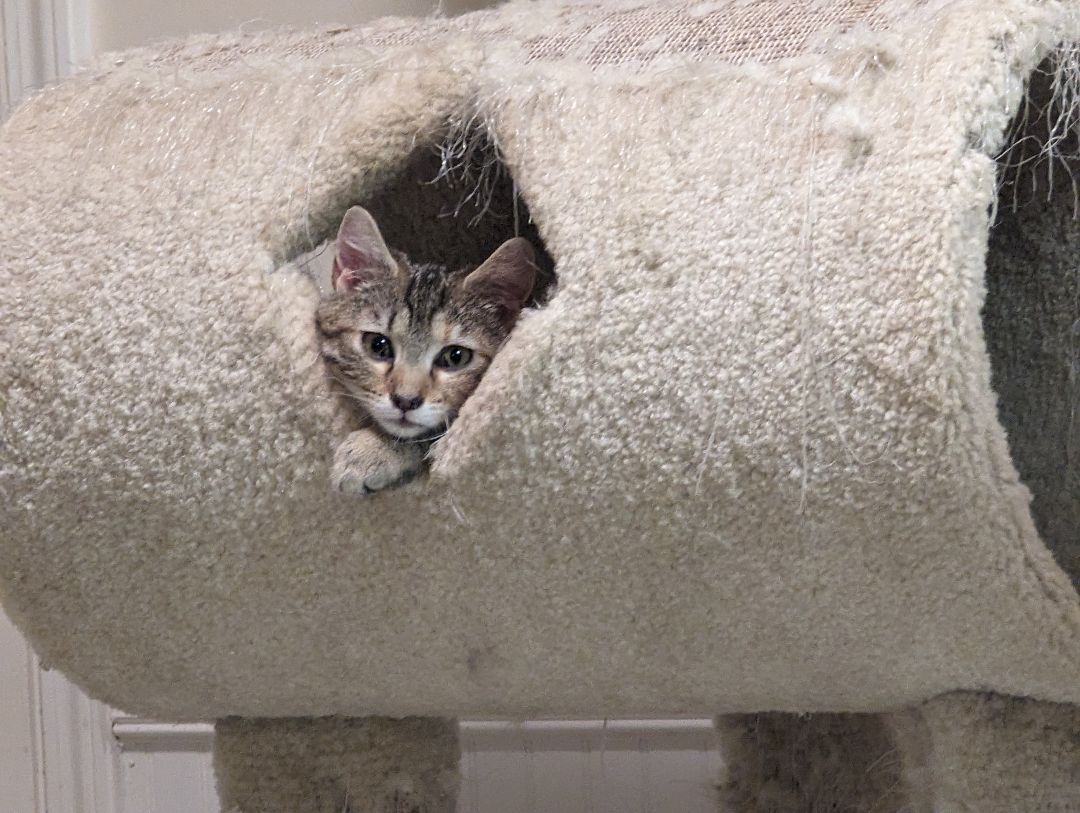 Nubbin, Adopted, Kitten Female American Shorthair.