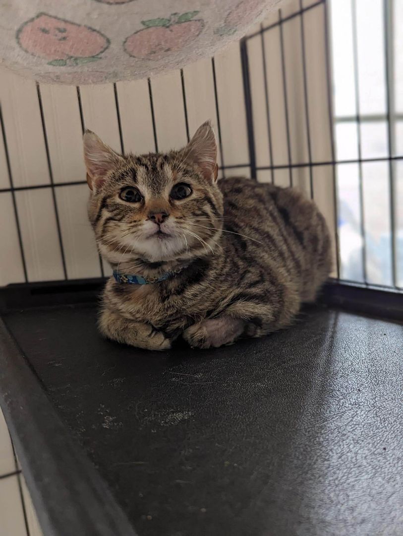 Nubbin, a Adopted American Shorthair in Clarksville, TN image 2/13