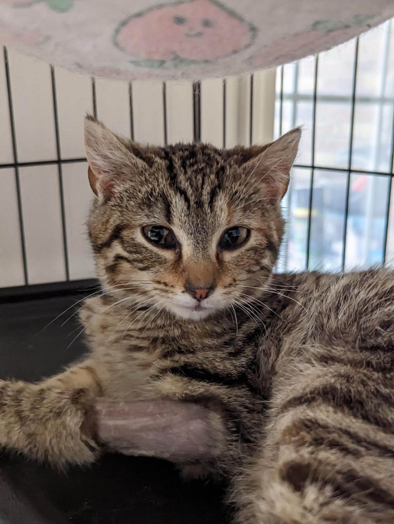 Nubbin, a Adopted American Shorthair in Clarksville, TN image 3/13