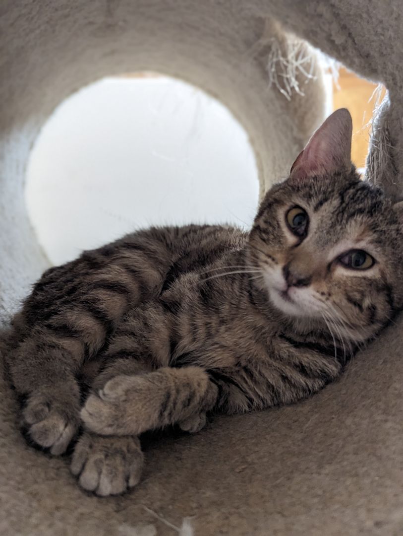 Nubbin, a Adopted American Shorthair in Clarksville, TN image 4/13