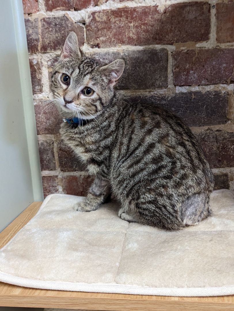 Nubbin, a Adopted American Shorthair in Clarksville, TN image 5/13