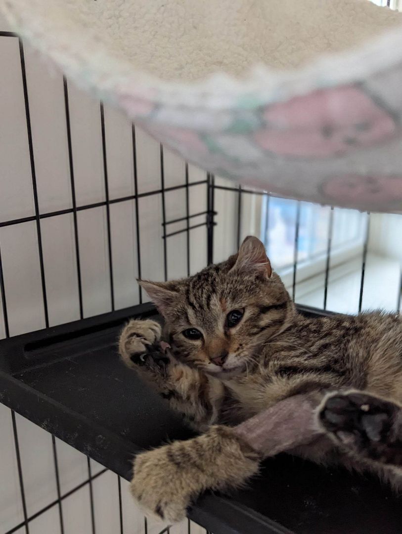 Nubbin, a Adopted American Shorthair in Clarksville, TN image 6/13