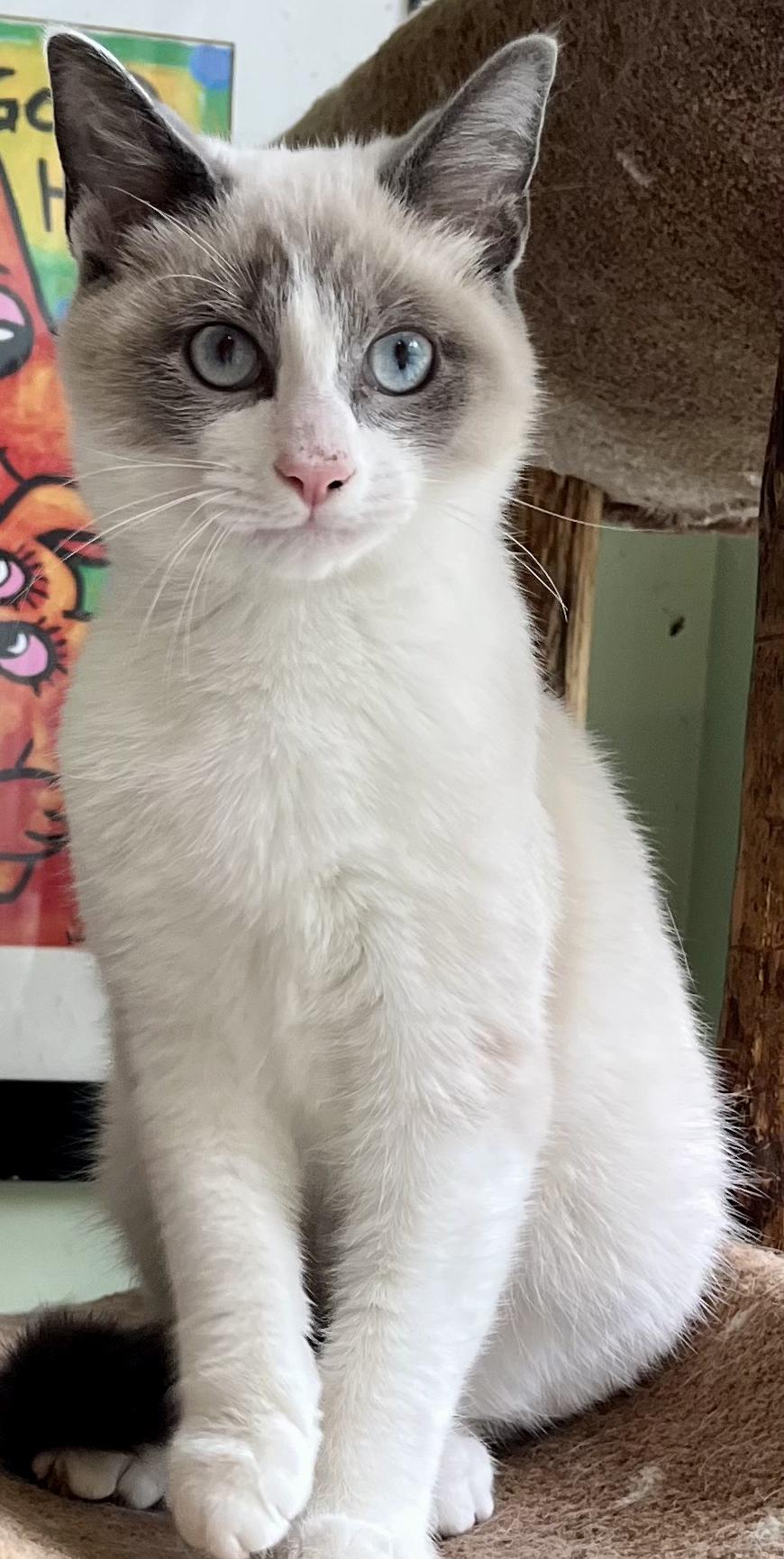 Enlarge Enoki, a Adoptable mixed breed in Snellville, GA image 3/6